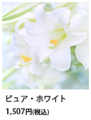 VERY CARD ピュア・ホワイト 1,507円（税込）
